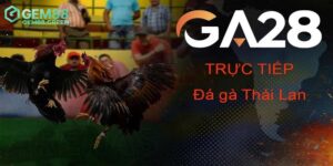 Vài điều về sân chơi đá gà GA28 đẳng cấp