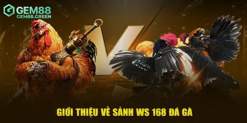 Giới thiệu đôi điều về đá gà WS168