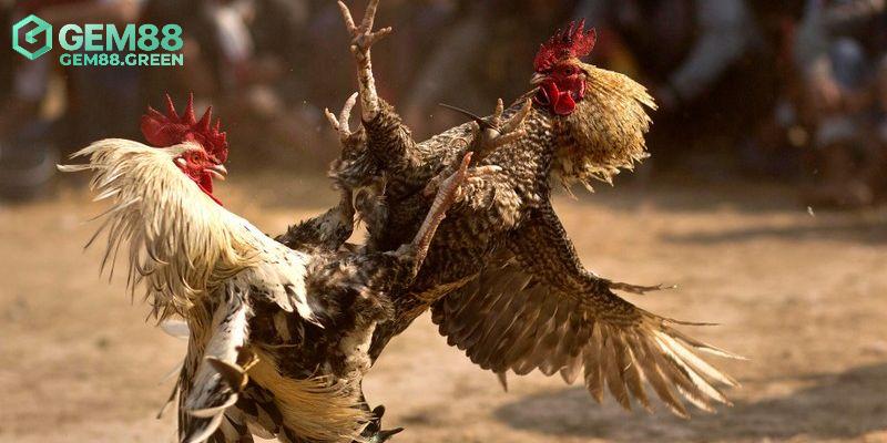 Những hình thức hot tại đá gà GA28