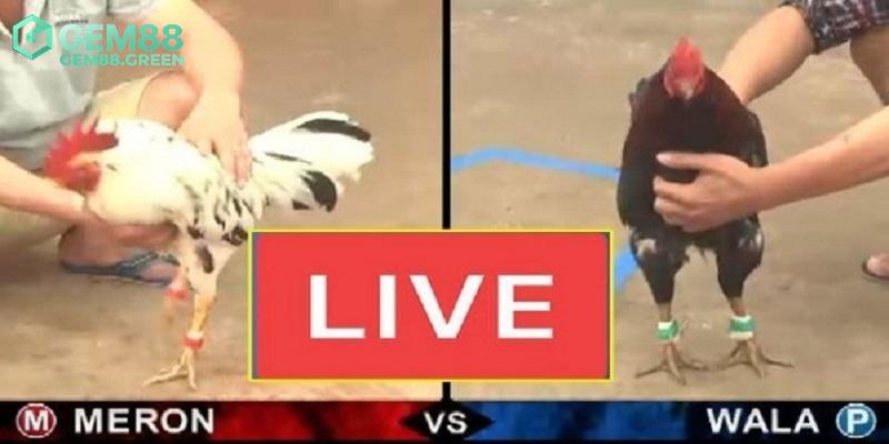 Những hình thức đá gà GEM88 nổi bật nhất