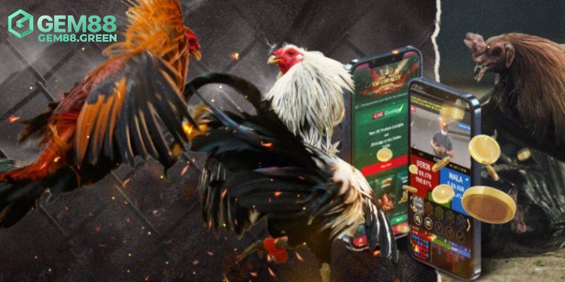 Những hình thức đá gà WS168 hấp dẫn